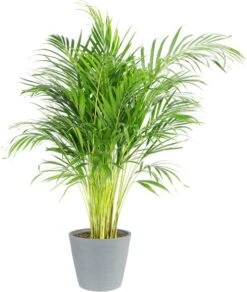 Plante D'intérieur - Palmier Areca En Pot Bleu Gris (120cm)